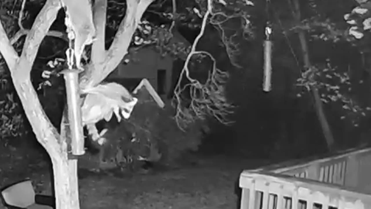 Jarhead the Raccoon's Incredible Zipline Bird Seed Heist