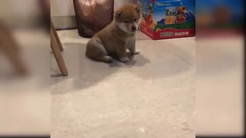 Cute baby dog