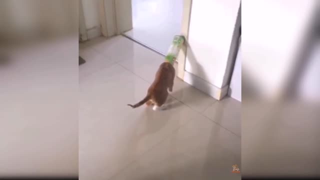 the funniest cat