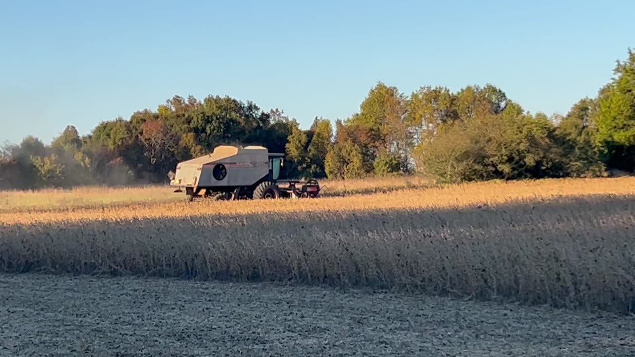 Gleaner R50 soybean harvest 2024 #2