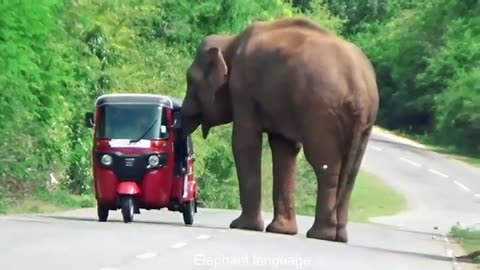 Sri Lanka Wild Elephant Attack | Road-guarding wild elephant steals food