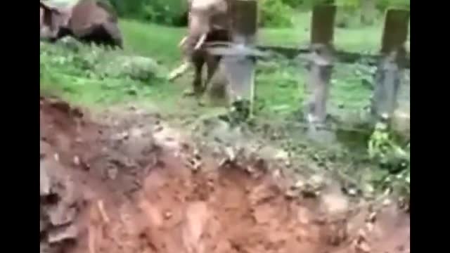 Elephant accident