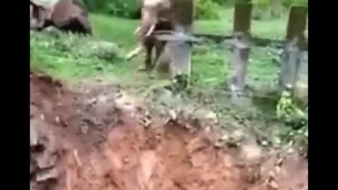 Elephant accident