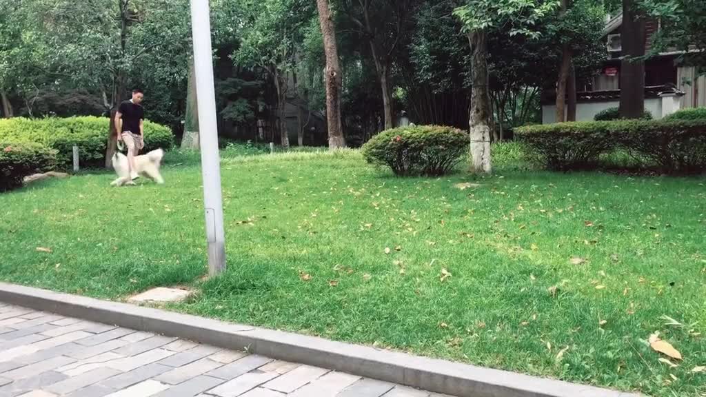 拉布拉多小狗可爱地一起打盹