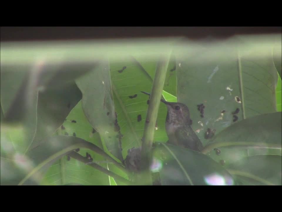 Hummingbird Feeding Her Babies