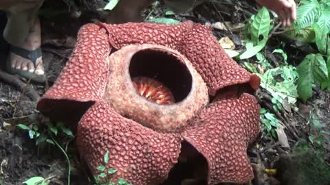 Rafflesia flower which is very rare to find