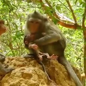 Lent gives birth in the forest2