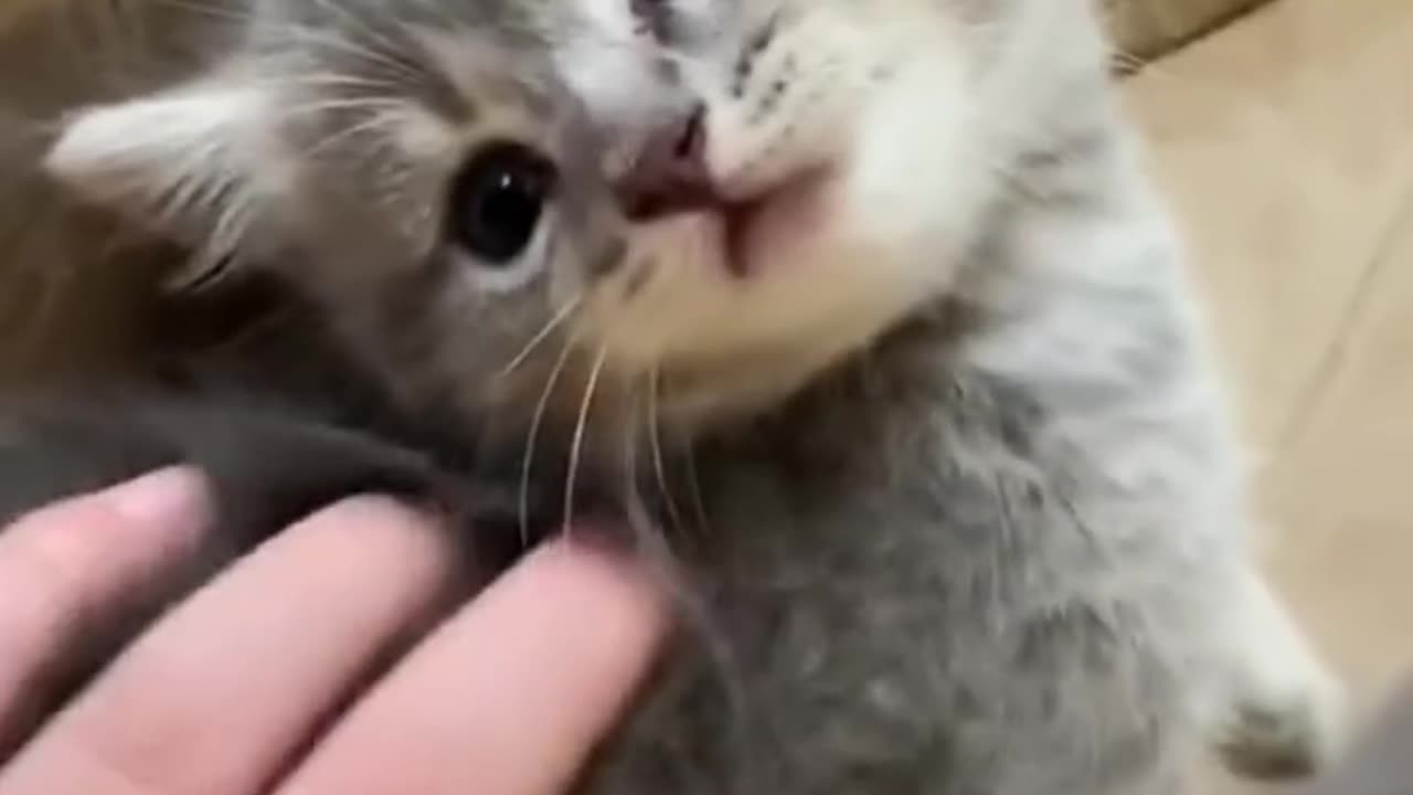 Funny pets & Animal