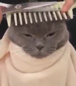 Funny cat having haircut