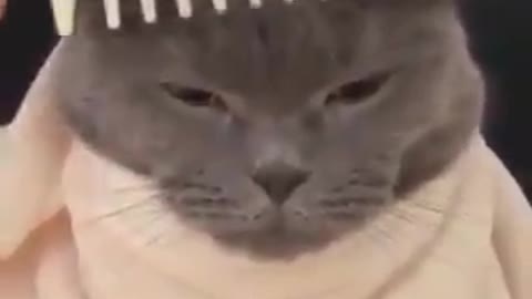 Funny cat having haircut