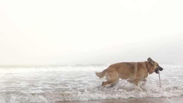 Dog on the beach ..7