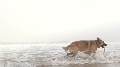 Dog on the beach ..7