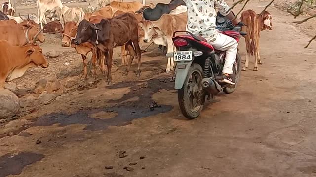 My bike for indian Bike race