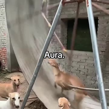 Dogs Running Super Fast on Giant Wheel: Must-See Moment