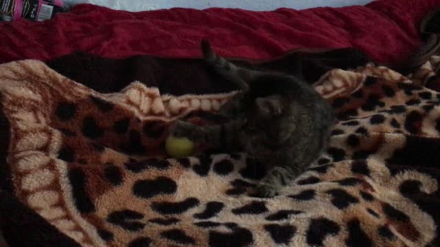 The cat plays with the remote control and the ball