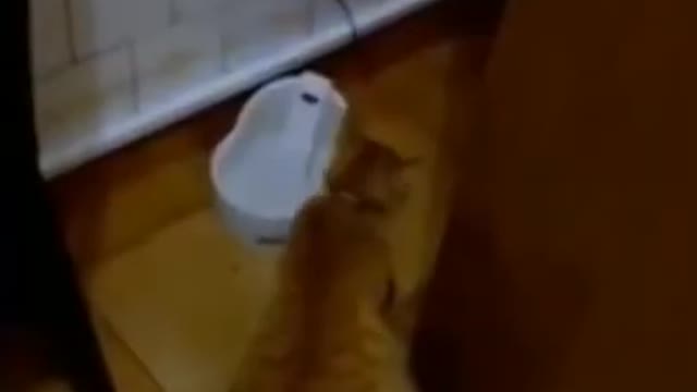 Cats vs Cucumber 🙀😿🥒🥒 _ Try not to laugh 🤣🔥🤪