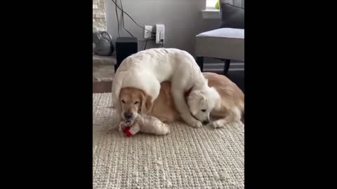 Golden Retriever Compilation - Cute and Funny #2