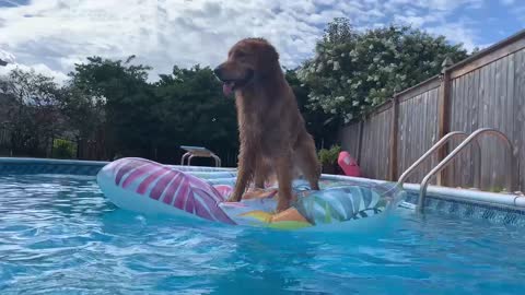 Golden Retriever panics on float