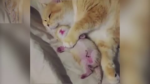 The mother cat fell asleep with her baby in her arms