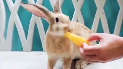 Feeding the bunny 🐰 a carrot 🥕 just couldn’t be more satisfying.