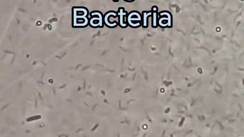 #stem #bacteria #microscope #disinfectant #iodine #microbiology #foryoupage #viraltrend