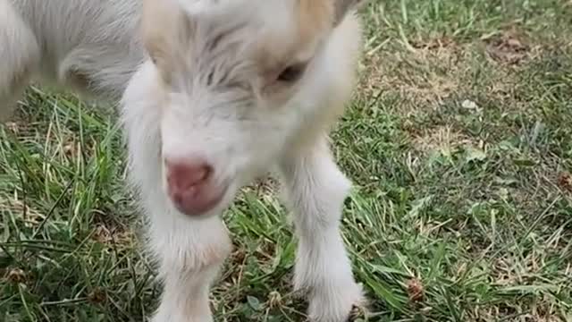 The little goat couldn't tell if the dog was his mother