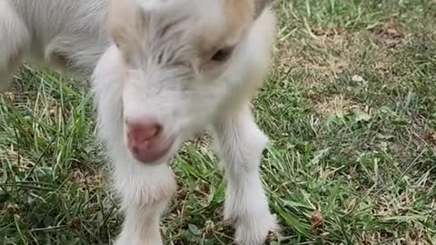 The little goat couldn't tell if the dog was his mother