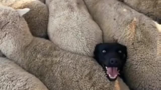 Crazy dog rumbled on top of the sheeps and ran | funny videos | funny dogs |