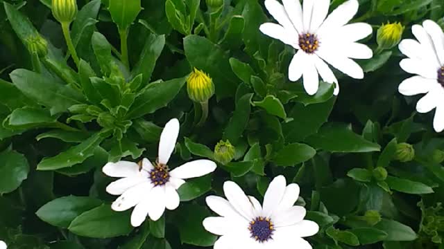 Flower Eyre Square galway