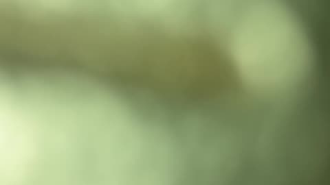 The things I remember