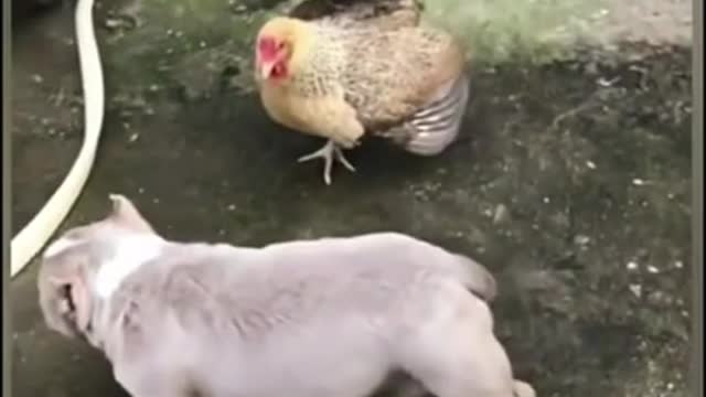 FUNNY FIGHT BETWEEN DOGS and CHICKENS 😂 #shorts