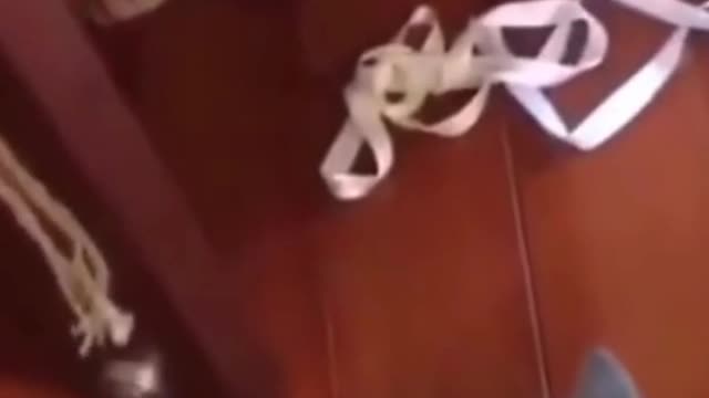 Funny animals compilation