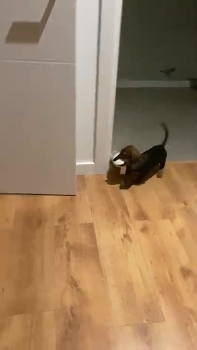 Dachshund puppy steals shampoo