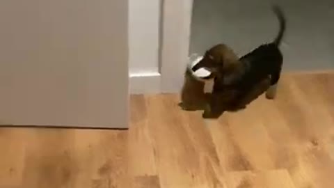 Dachshund puppy steals shampoo