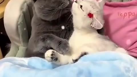 Cat are kissing (like as human)