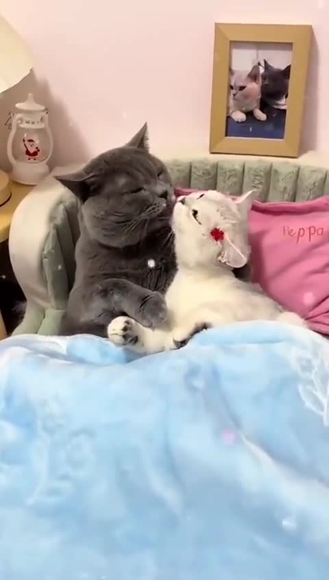 Cat are kissing (like as human)