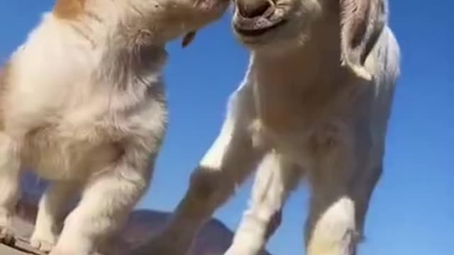 Cute animals