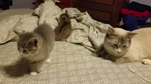 5 week old kitten vs daddy cat