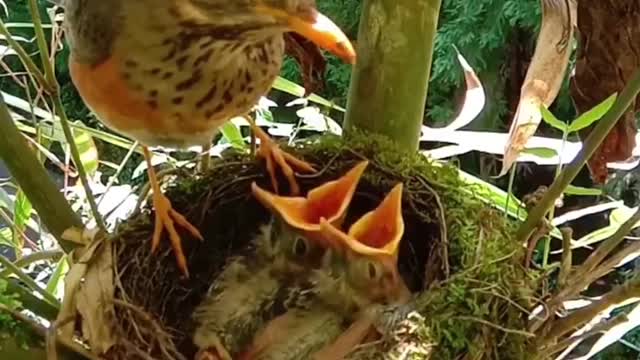 A litter of newborn birds