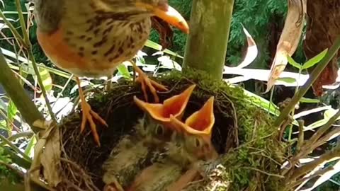 A litter of newborn birds