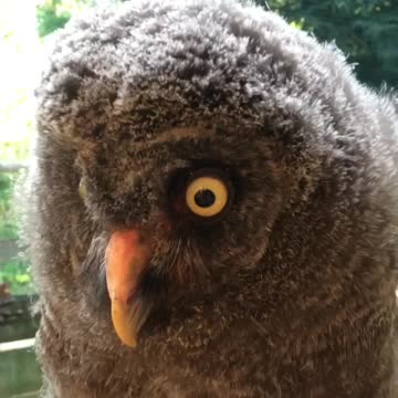 Baby owl gets love and attention from caretaker