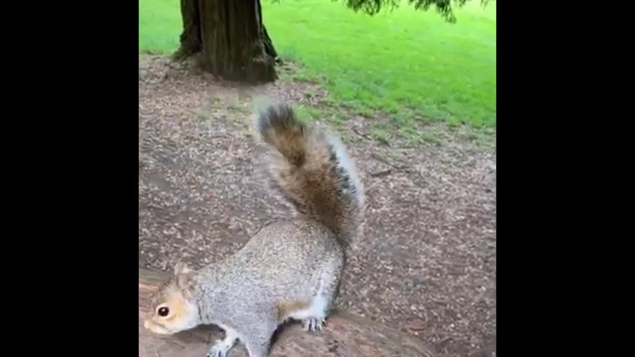 TOP FUNNY SQUIRREL ! CUTE SQUIRREL !!!