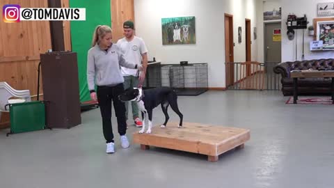 How To Train My Dog in funny way as it in training academy