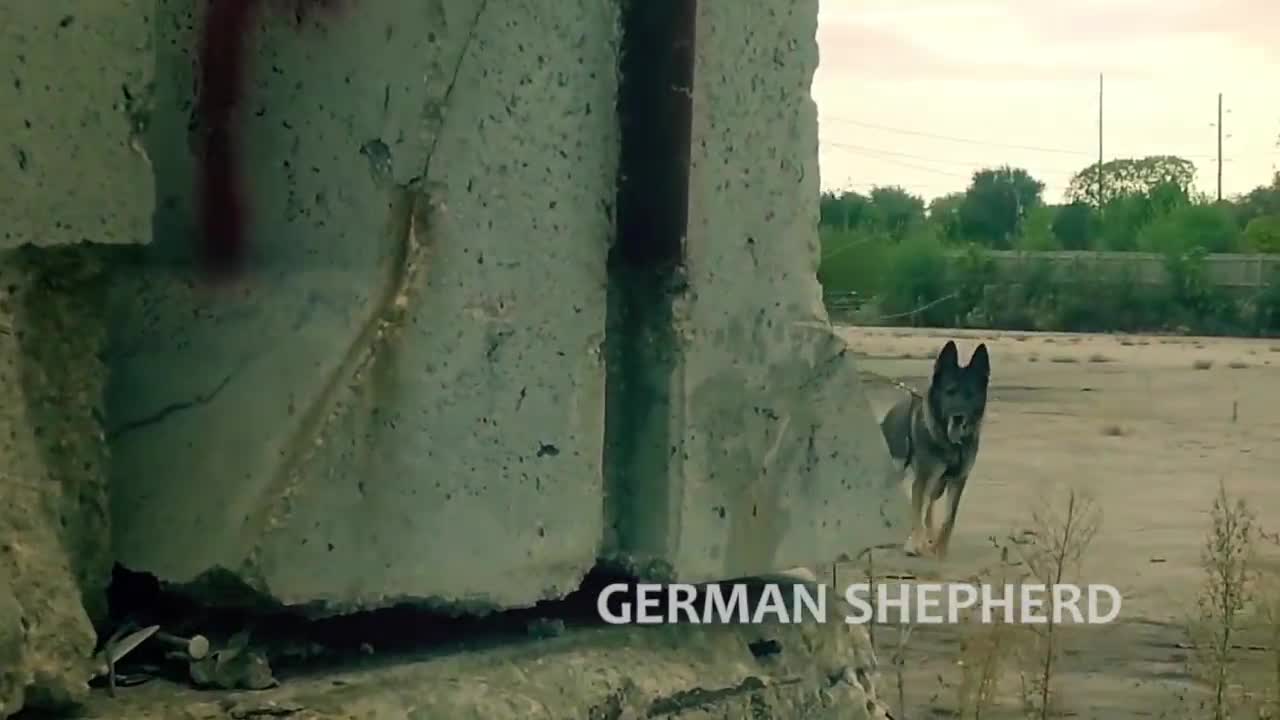 Extreme trained & disciplined garman shapherd dog