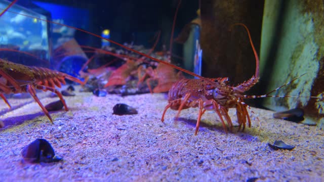 Delightful Lobster In the ocean