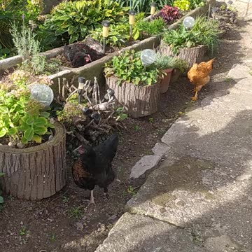 Chickens play in the flowers