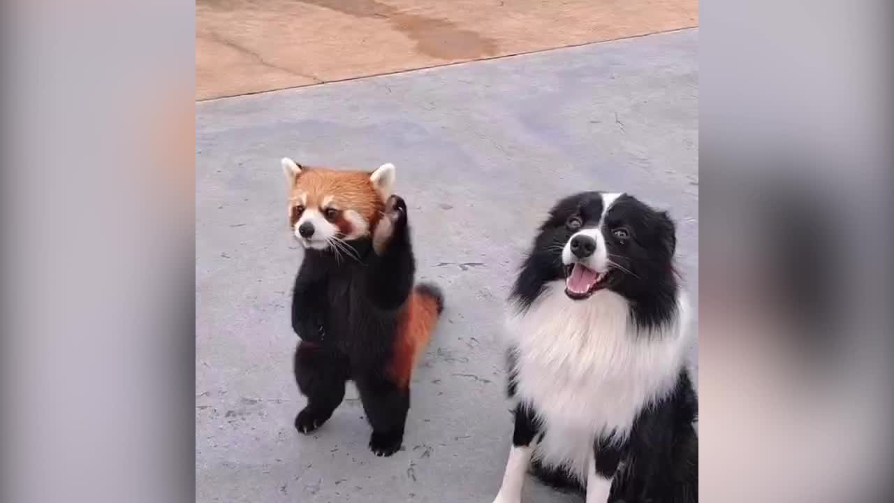 Red Cat bear and puppy are being trained