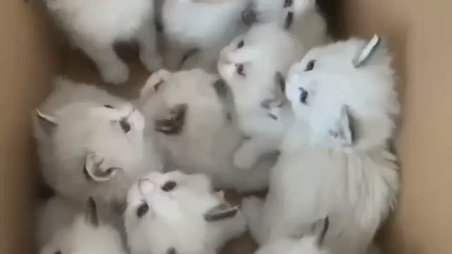 Cat cute video