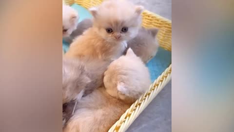 Cute animal kitten 😻💕 #cat #cute #kitten #pets #meow #videos #shorts 1