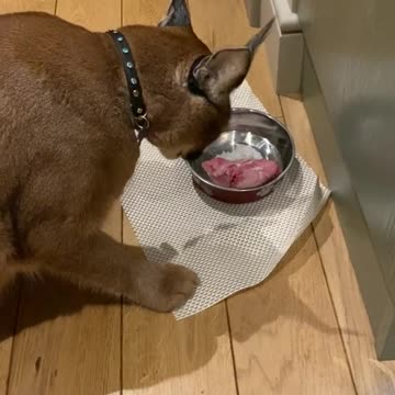 funny|prank|jokes|funny jokes|dad jokes|funny memes|funny video|fun|laughing|funny animal|knock